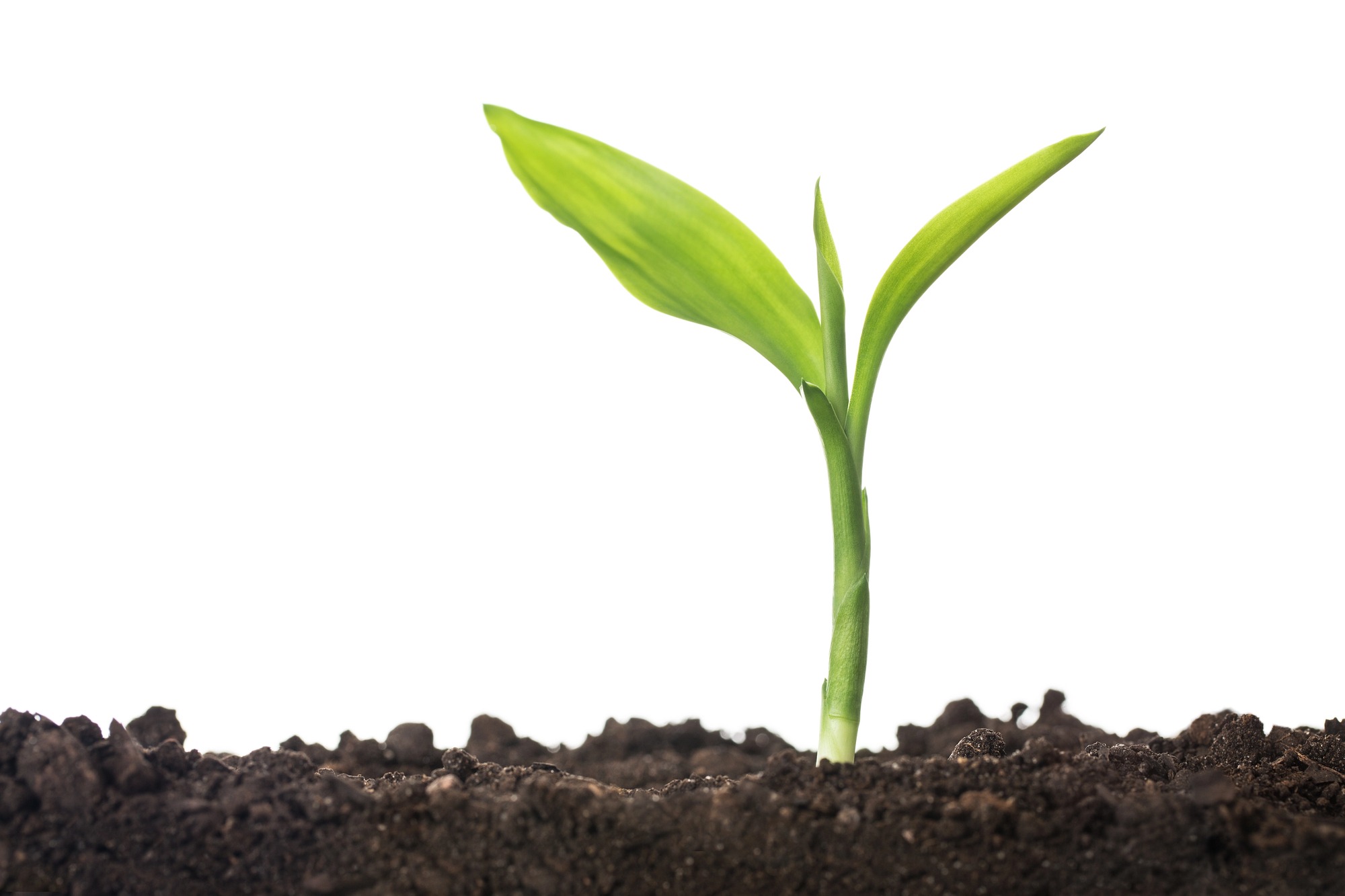 Christian Psychologist Spiritual Growth